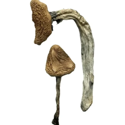 Dried jedi mind fuck mushrooms with pale golden caps